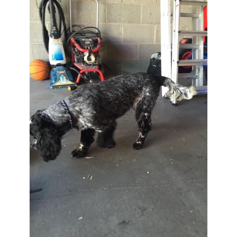 Blue roan cocker spaniel 7 month old