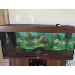 4ft fish tank