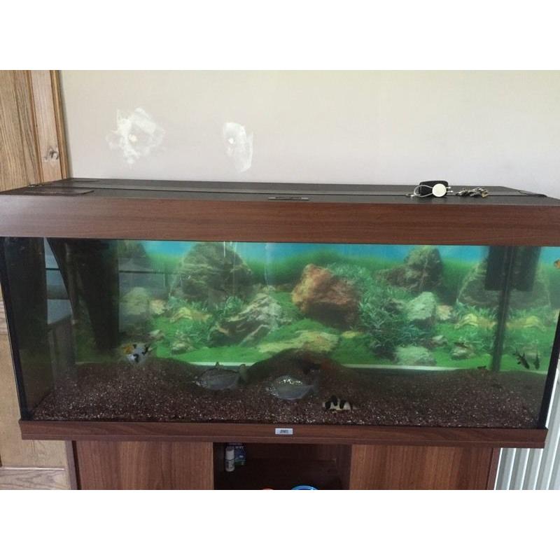 4ft fish tank