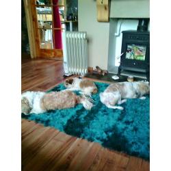 full breed shih tzu pups 4 girls 2 boys .mum and dad can be seen all pups well marked