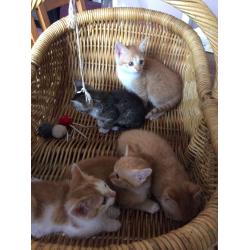 Ginger kittens