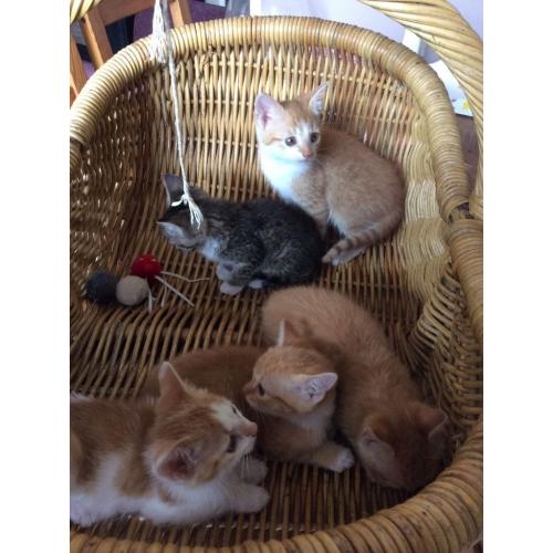 Ginger kittens