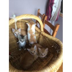 Ginger kittens