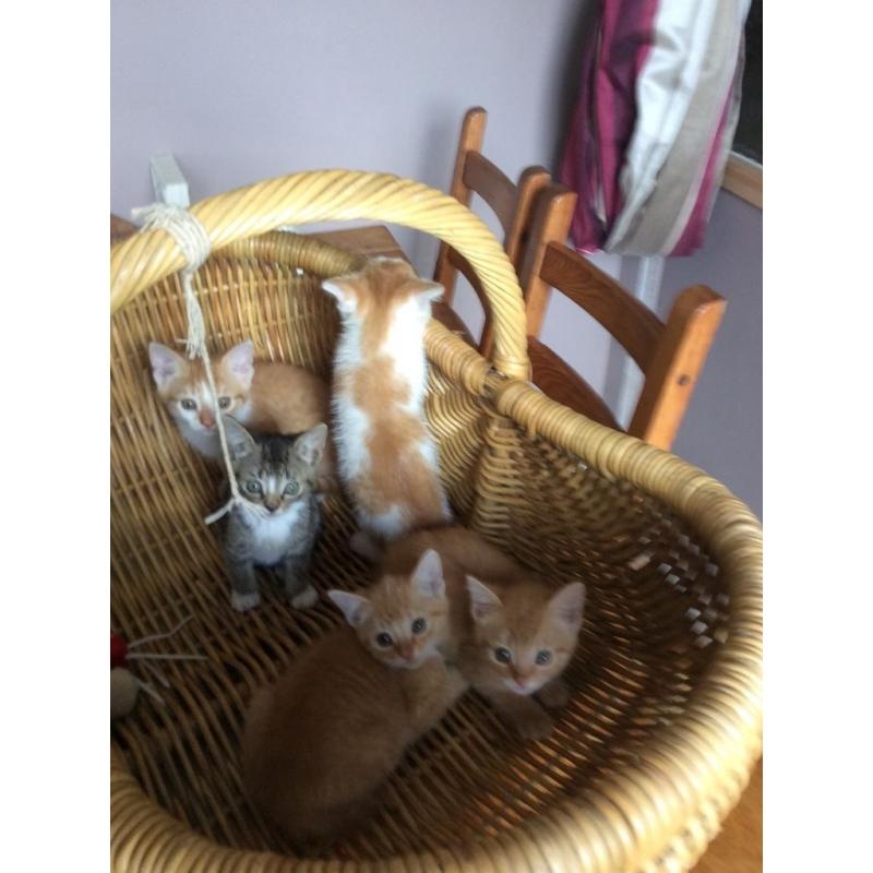 Ginger kittens