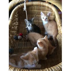 Ginger kittens