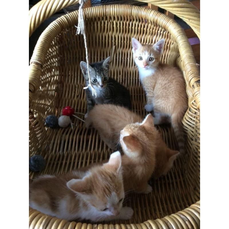 Ginger kittens