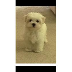 Maltese puppy