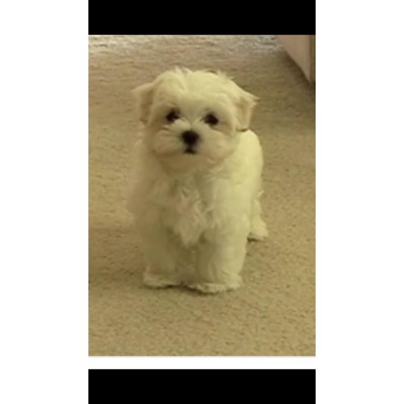 Maltese puppy