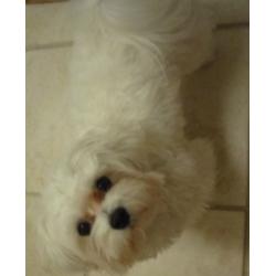 Maltese puppy