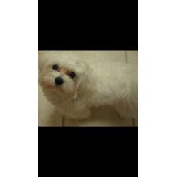 Maltese puppy