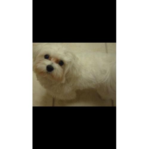 Maltese puppy