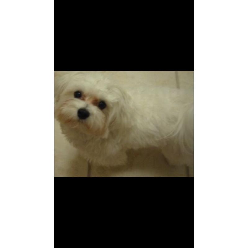 Maltese puppy