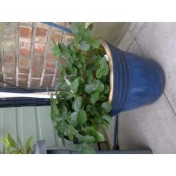 BAT TREE , OLIVE TREE & SREWBERRY WITH POT & BLUE POT