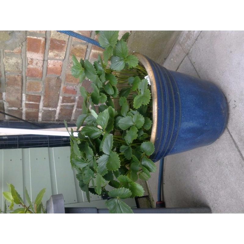 BAT TREE , OLIVE TREE & SREWBERRY WITH POT & BLUE POT