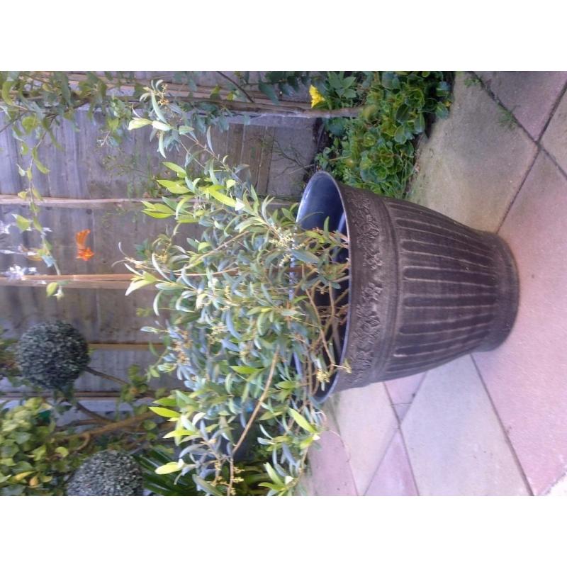 BAT TREE , OLIVE TREE & SREWBERRY WITH POT & BLUE POT