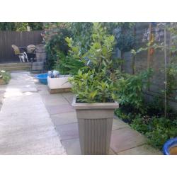 BAT TREE , OLIVE TREE & SREWBERRY WITH POT & BLUE POT