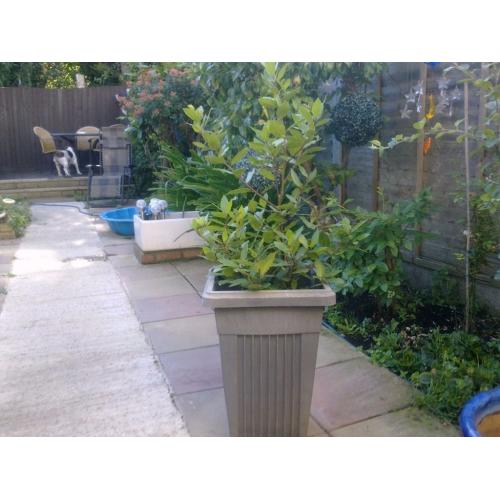 BAT TREE , OLIVE TREE & SREWBERRY WITH POT & BLUE POT