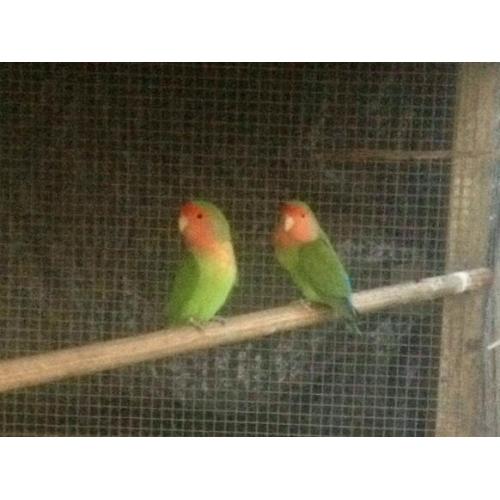 2 Lovebirds for sale