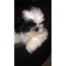 Lovely Shih-tzu