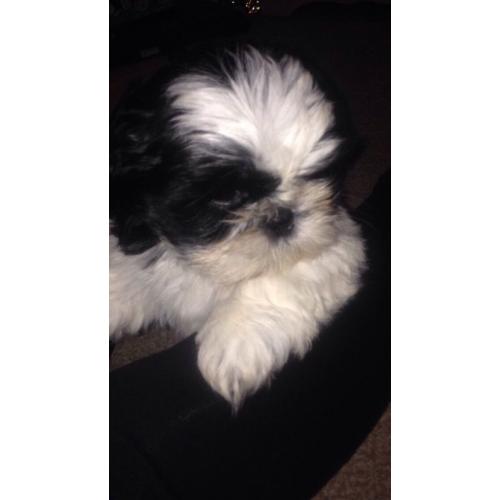 Lovely Shih-tzu