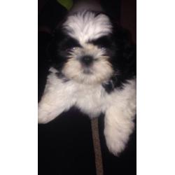 Lovely Shih-tzu