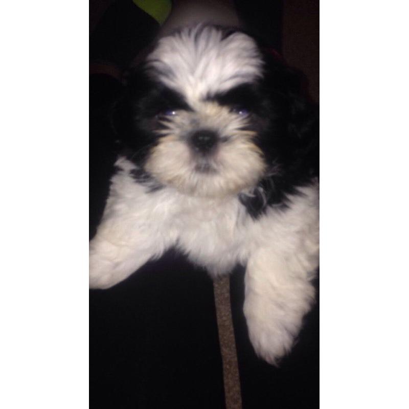 Lovely Shih-tzu