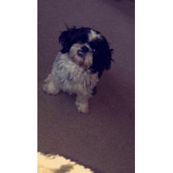 Lovely Shih-tzu