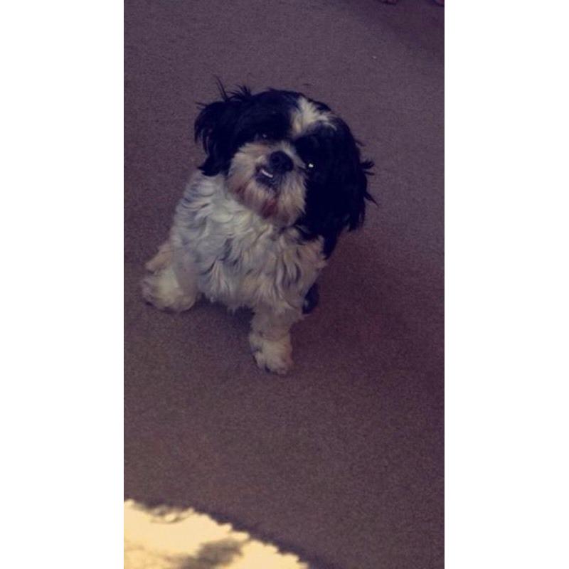 Lovely Shih-tzu
