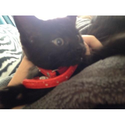 11 week old kitten