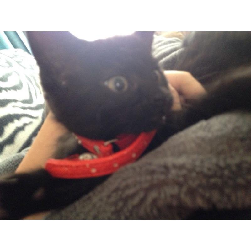 11 week old kitten