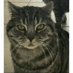 Missing cat