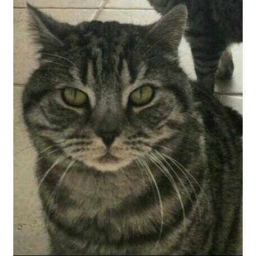 Missing cat