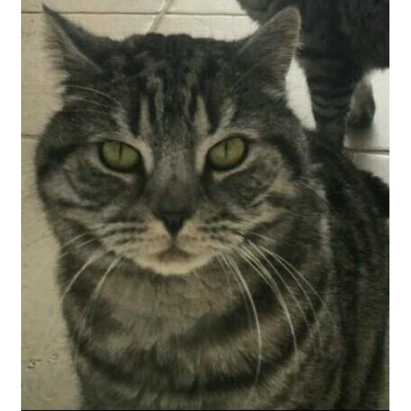 Missing cat
