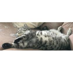 Missing cat