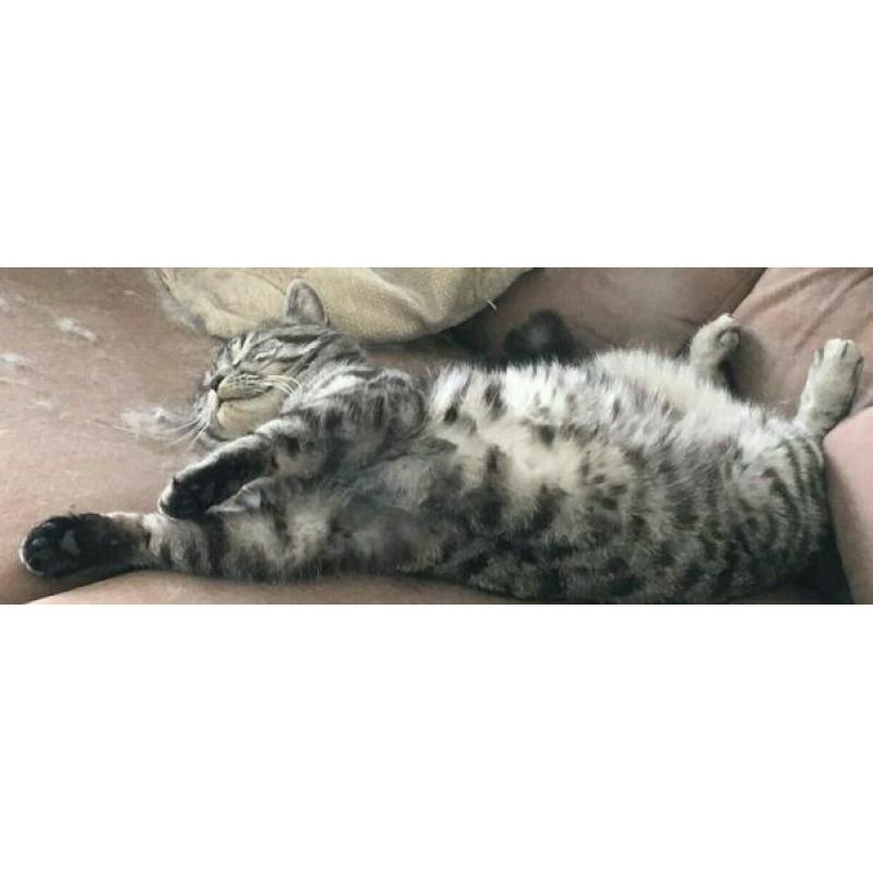 Missing cat