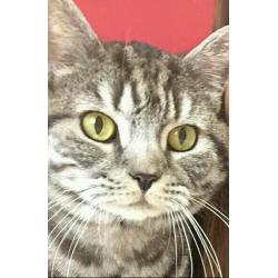 Missing cat