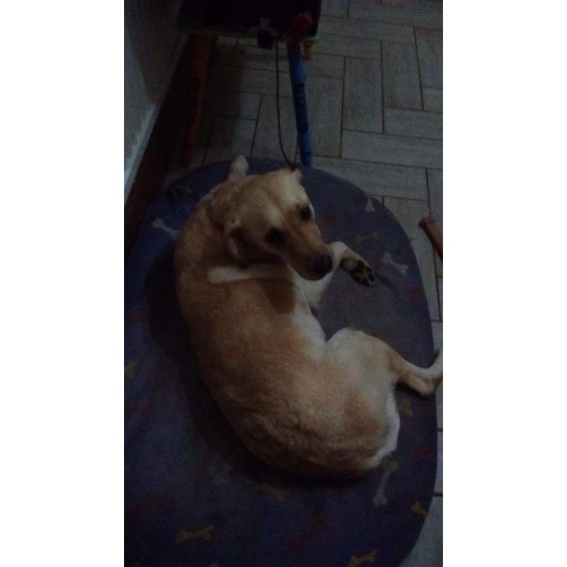 Fully trained 5 yr old labrador for reluctant sale