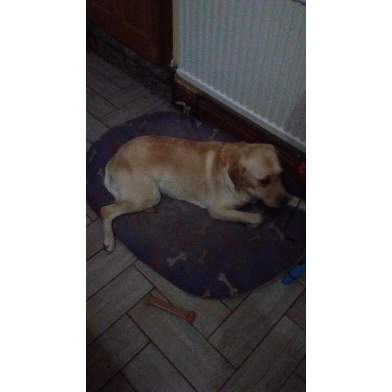 Fully trained 5 yr old labrador for reluctant sale