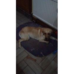 Fully trained 5 yr old labrador for reluctant sale