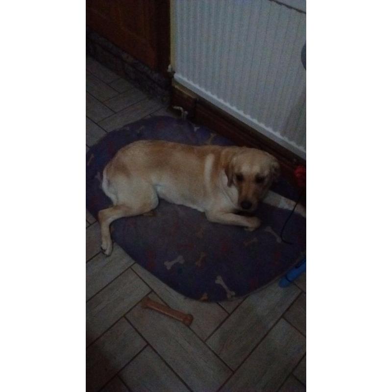 Fully trained 5 yr old labrador for reluctant sale