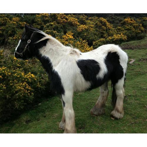 Traditional black and white gypsy cob