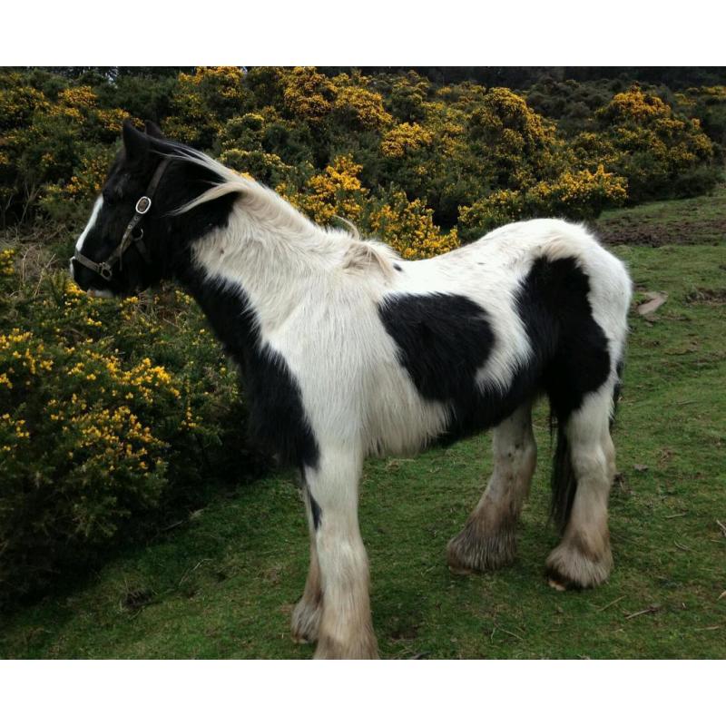 Traditional black and white gypsy cob