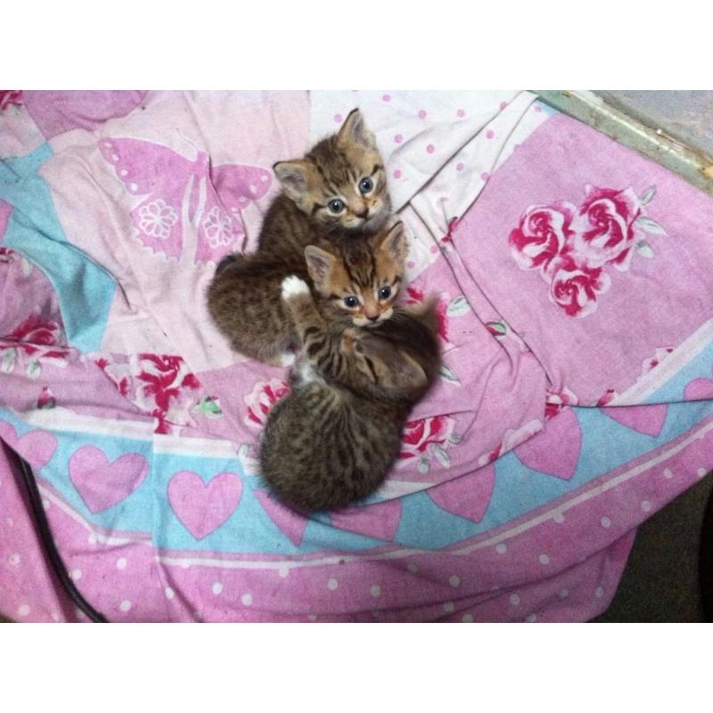 3 kittens for sale, stunning kitten