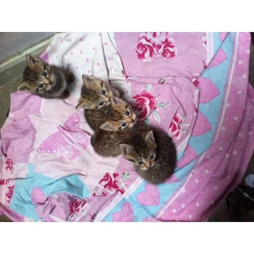 3 kittens for sale, stunning kitten