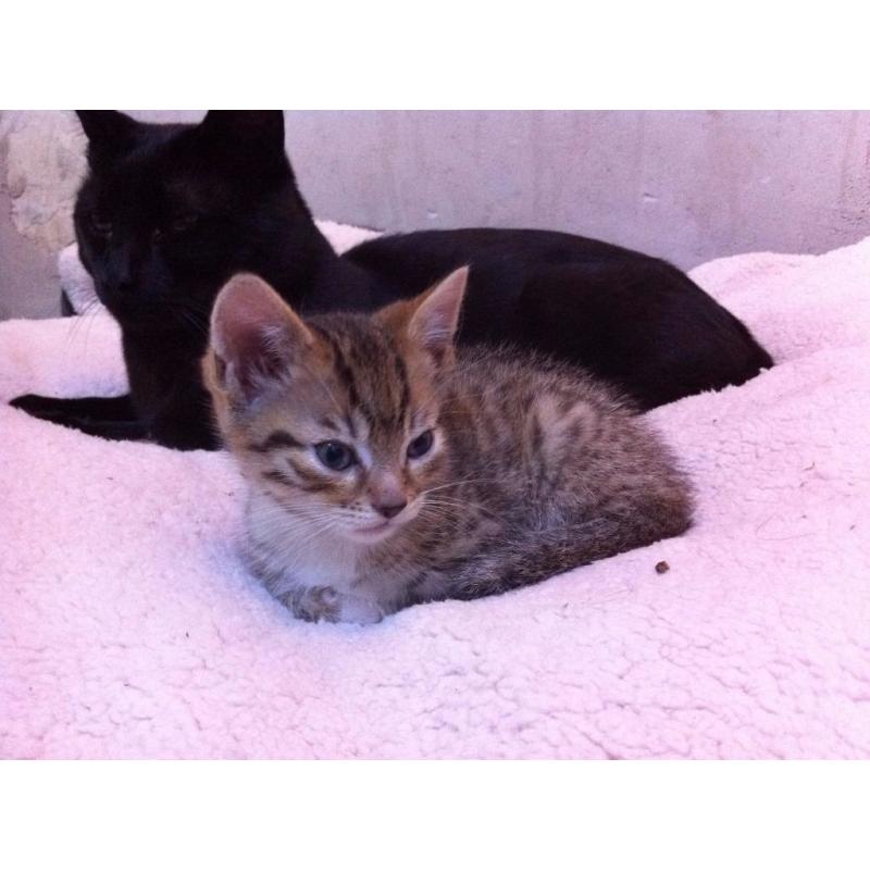 3 kittens for sale, stunning kitten