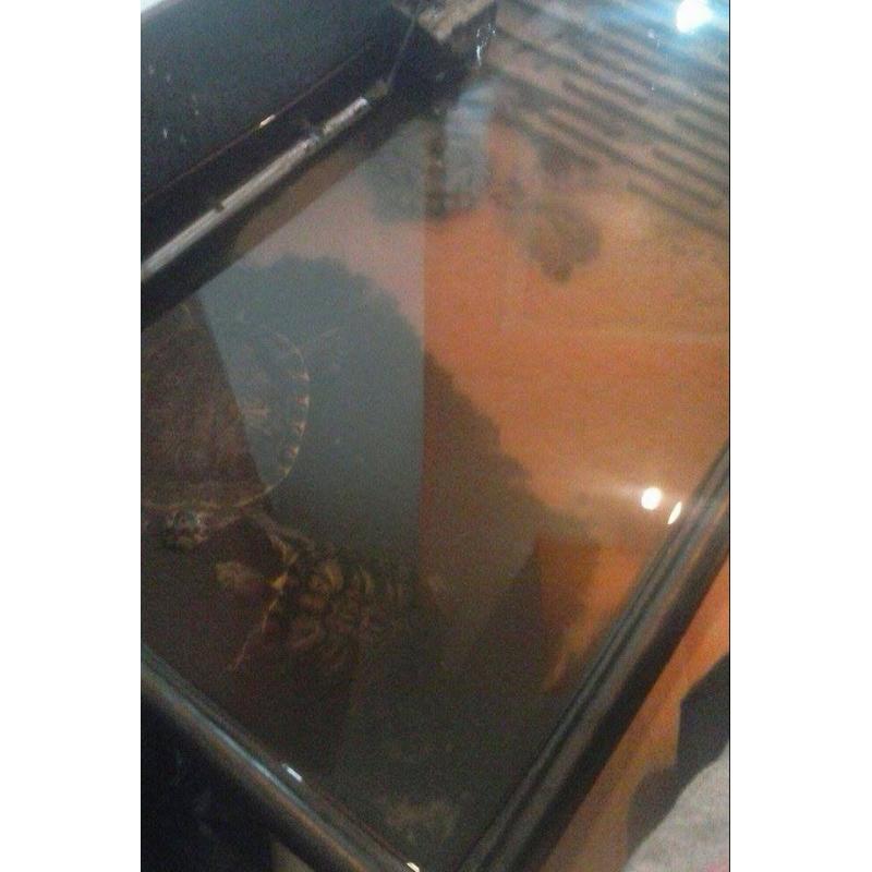 Large Waterworld Turtle Tub w/Water Heater, Light and Filter