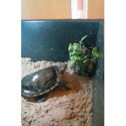 Large Waterworld Turtle Tub w/Water Heater, Light and Filter
