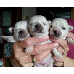 Beautiful Chihuahua pedigree puppies