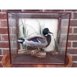 Taxidermy Mallard Duck - Stuffed Mallard Duck - Mounted In Glass Case - Very Good Condition -Reduced