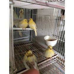 Canary for sale